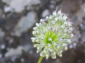 Allium guttatum subsp. sardoum