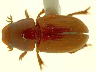 Alloblackburneus aegrotus