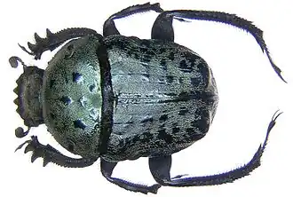 Allogymnopleurus maculosus