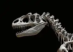 Череп и шейные позвонки аллозавра (Allosaurus fragilis), Национальный музей естественной истории, Париж