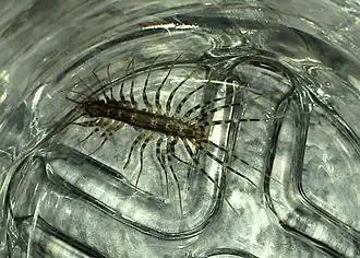 Allothereua maculata