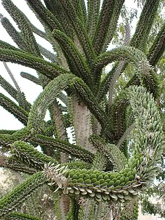 Аллюодия высокая (Alluaudia procera)