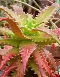 Aloe dorotheae со спиральным расположением листьев