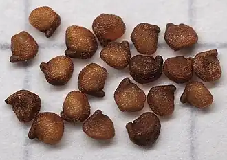 Семена Aloinopsis luckhoffii