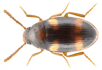 Alphitophagus bifasciatus