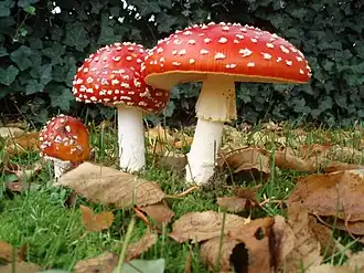 Мухомор красный (Amanita muscaria)