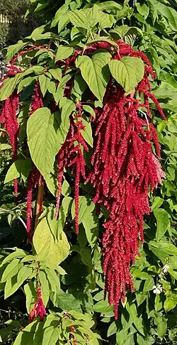 Амарант хвостатый