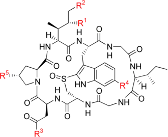 A complex ring-shaped chemical structure made of eight amino acid.