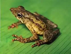 Amazophrynella javierbustamantei