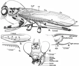 Голотип (AMNH NJ1085), в меловом янтаре Нью-Джерси. A. Габитус всего животного, косой вид слева сбоку. B. Левая передняя нога, бедро снизу со складками и базальным члеником. C. Передние голени с шипами на медиальном крае. D. Фронтальный вид головы. E. Гениталии самца.