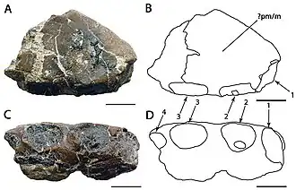Голотип A. crassidens