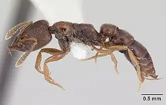 Рабочий Fulakora chilensis