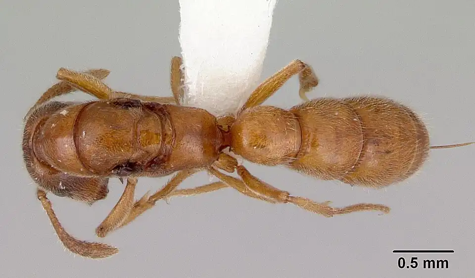 Самка сверху