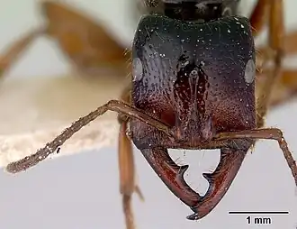 Муравей Amblyopone michaelseni