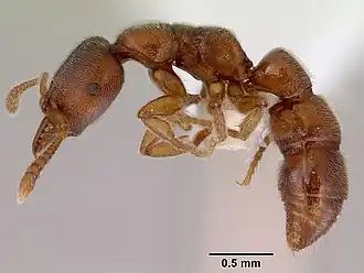 Рабочий Fulakora punctulata