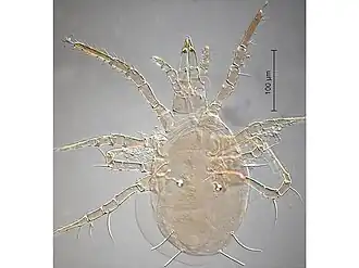 Amblyseius tamatavensis