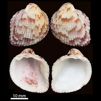 Раковина Americardia lindamaesae