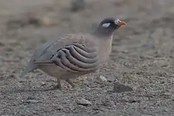 Арабская пустынная курочка