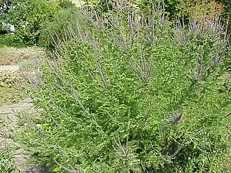 Общий вид цветущего растения.