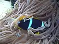 Amphiprion allardi