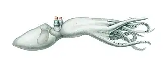 [Amphitretus pelagicus