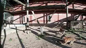 Вольер с амурскими тигрятами