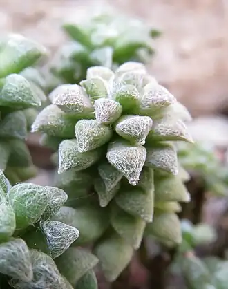 Anacampseros arachnoides