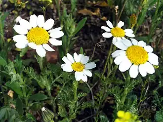 Анациклус булавовидный (Anacyclus clavatus)