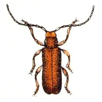 Anaesthetis testacea