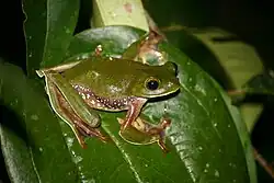 Rhacophorus pseudomalabaricus