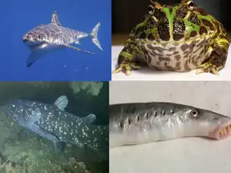 Верхний ряд: белая акула, украшенная рогатка; Нижний ряд: Latimeria chalumnae, речная минога.