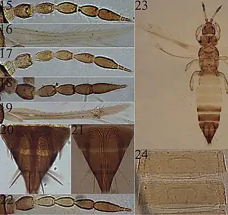 Anaphothrips floralis