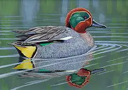 Чирок-свистунок