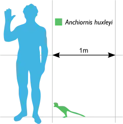 В сравнении с человеком