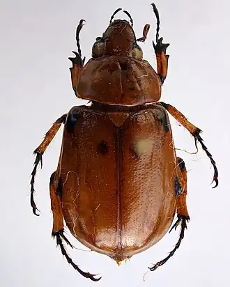 Ancognatha