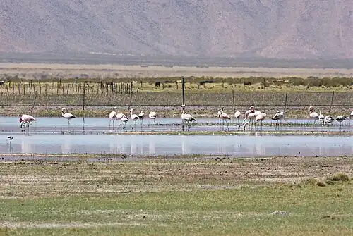 Река Яви (Yavi) в Аргентине