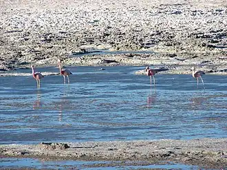 Салар-де-Педерналес[англ.] в Чили