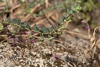 Андрахна телефиевидная