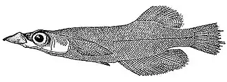 Andrianichthys kruyti