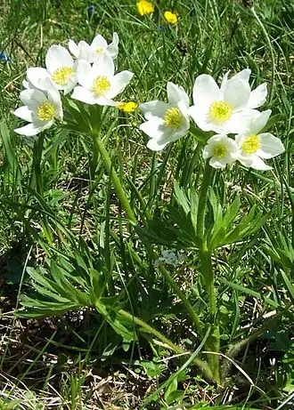 Ветреница нарциссоцветковая