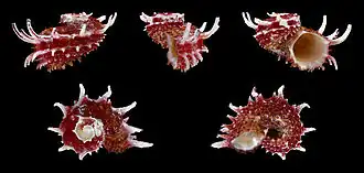 Раковина моллюска Angaria poppei