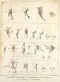 Строение цветка. Ботаническая иллюстрация из книги 	Monographie des Orchidées des Iles de France et de Bourbon, 1828 г.