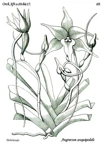 Angraecum sesquipedale. Ботаническая иллюстрация из книги "Histoire particulière des plantes orchidées recueillies sur les trois îles australes d'Afrique". Paris 1822. Pl.69.