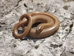 Список пресмыкающихся Сербии15 августа 2023