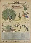 Номер комикса «Animaldom» (англ. Царство животных), публиковавшийся в газете «Boston Herald» с января 1907-го по январь 1908 года