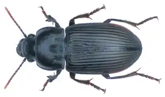 Anisodactylus signatus