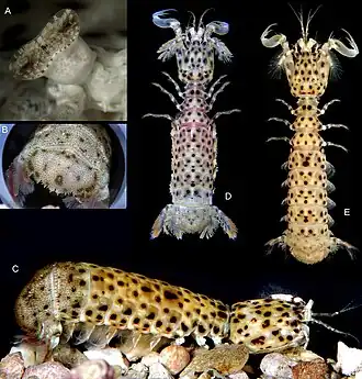 Самка (A-C), глаз, тельсон и правый боковой габитус. Паратип самки (D). Голотип самца (E).