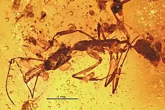 Anochetus intermedius