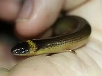 Anomalopus verreauxii