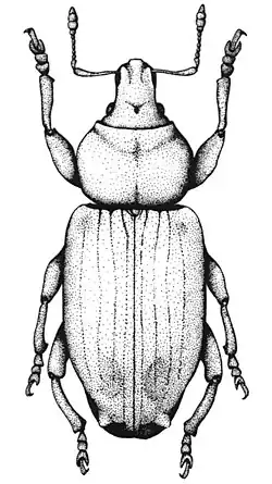 Antarctobius lacunosus